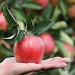 Benefits of Organic Apple – The Food for the Good