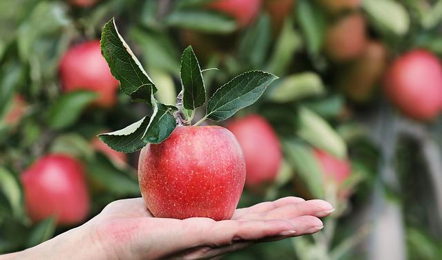 Benefits of Organic Apple – The Food for the Good
