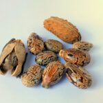 Benefits of Castor Oil for Hair & Skin