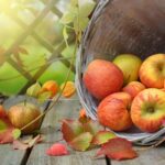 An Apple Varieties And Their Benefits
