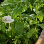 Top Healing Herbs for Holistic Health - Natural Remedies for Everyday Ailments