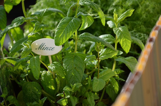 Top Healing Herbs for Holistic Health - Natural Remedies for Everyday Ailments